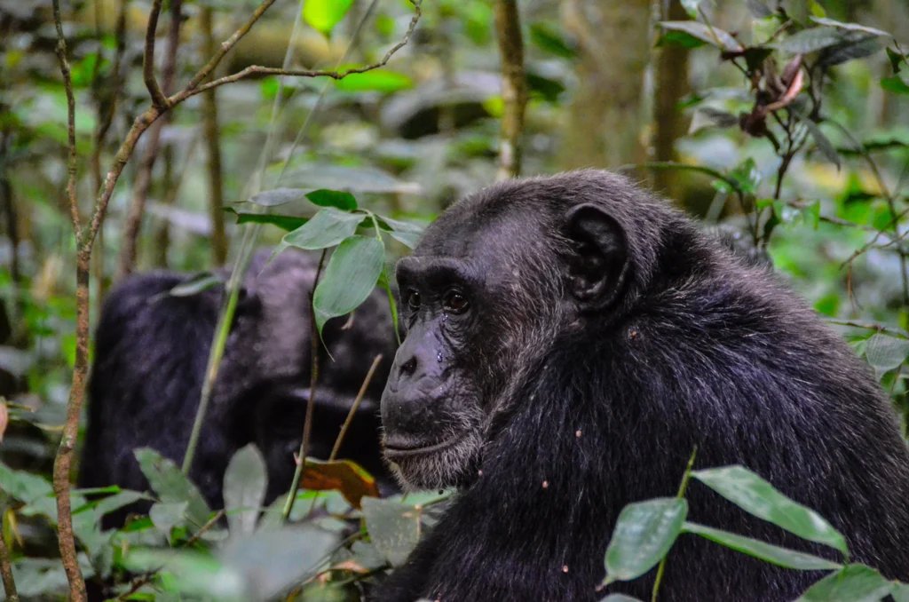 Chimpanzee Tracking Safaris