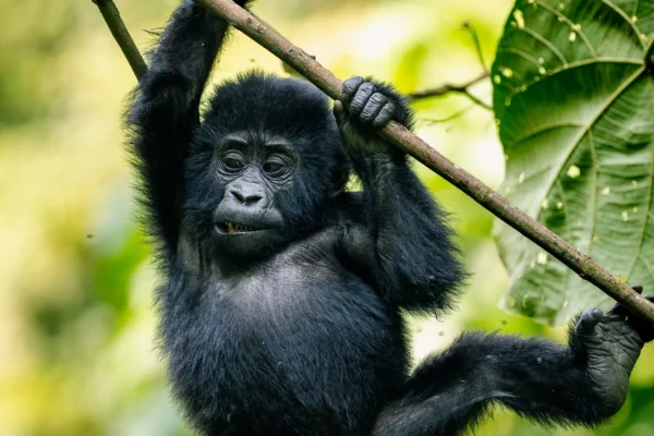 10-Day Uganda Big Five Safari & Gorilla Trekking Tour