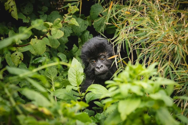 10 Days Rwanda Gorillas & Wildlife Safari