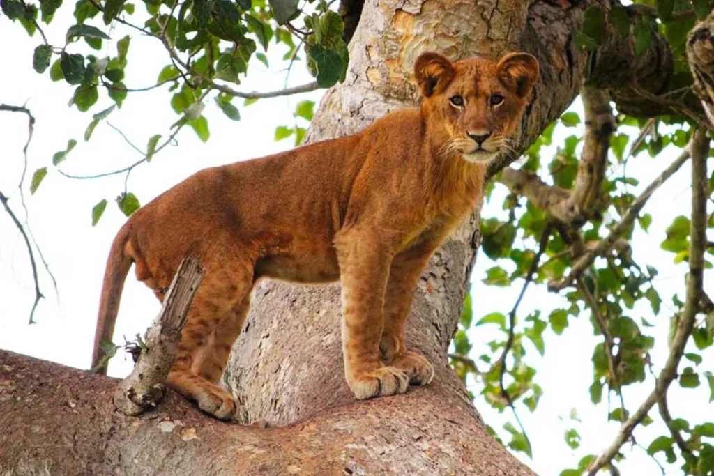 10-Day Uganda Big Five Safari & Gorilla Trekking Tour