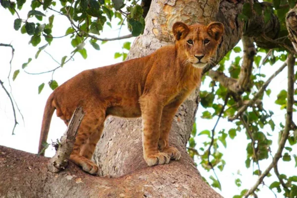 10-Day Uganda Big Five Safari & Gorilla Trekking Tour