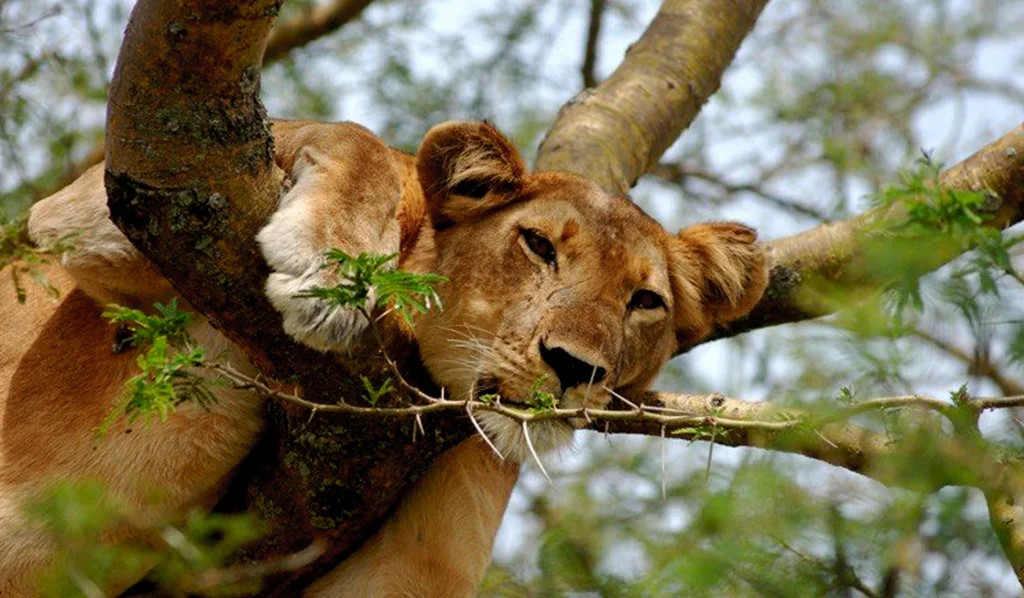 11-Day Uganda Big Five Safari