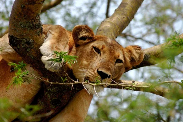 11-Day Uganda Big Five Safari