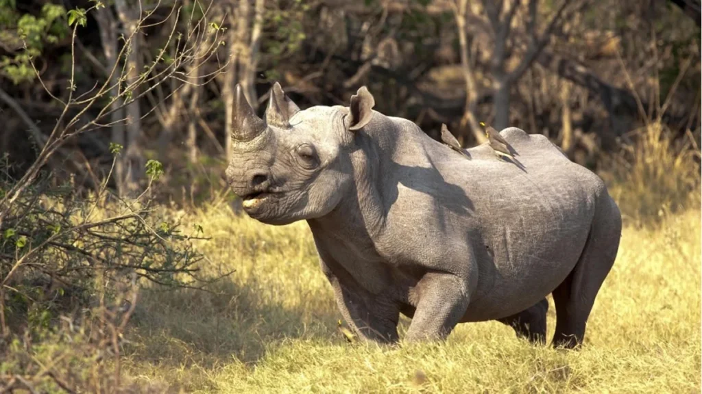 12-Day Uganda Big Five Safari