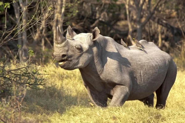 12-Day Uganda Big Five Safari