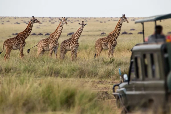 15-Day Uganda Game Drives Safari