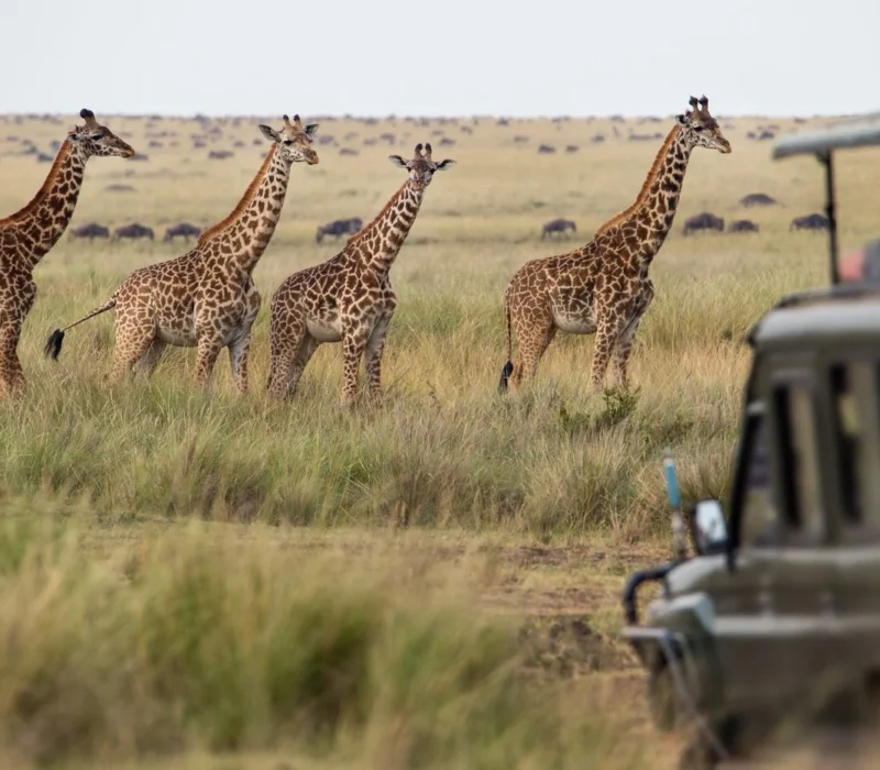 15-Day Uganda Game Drives Safari 15-Day Uganda Game Drives Safari
