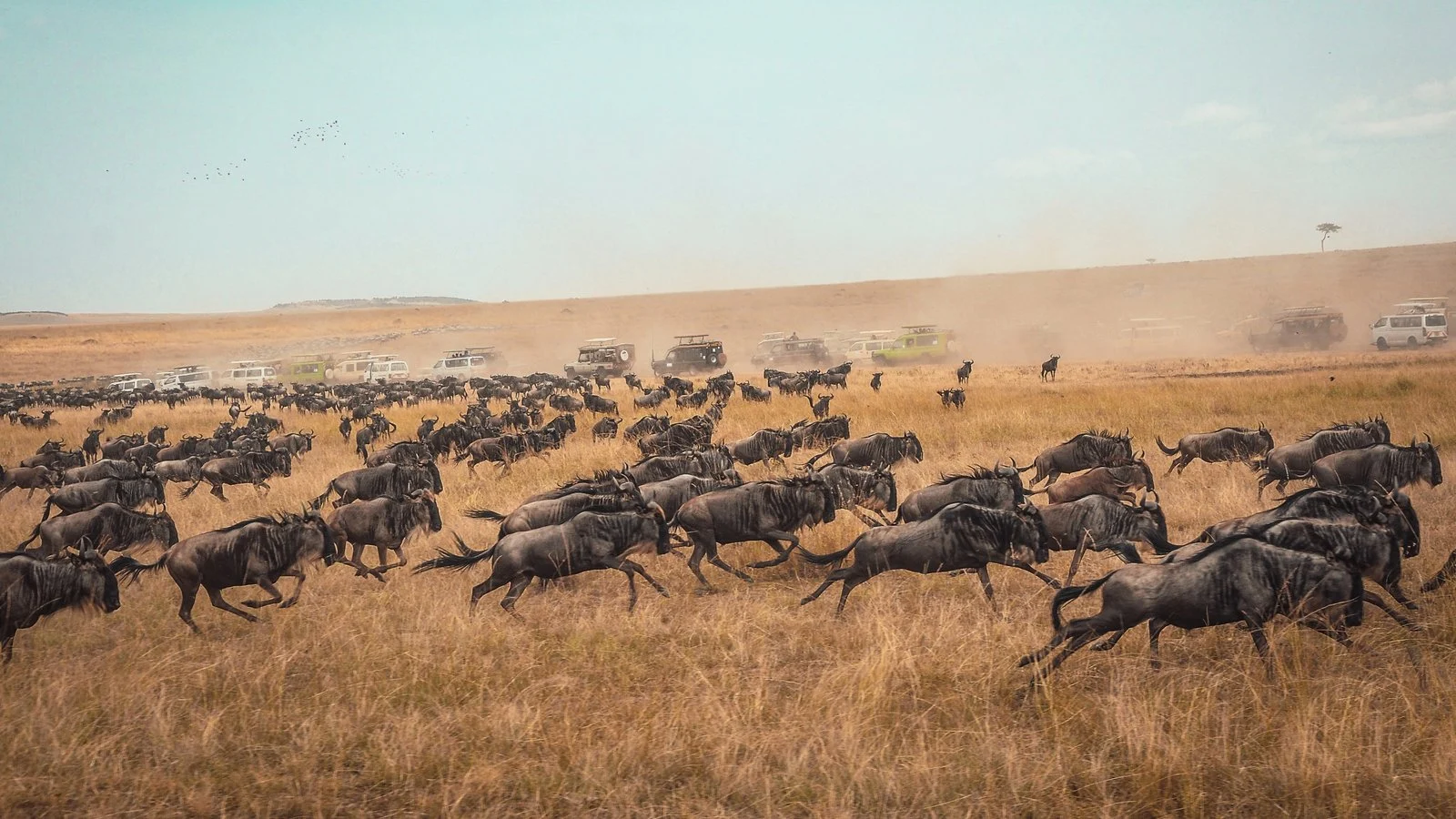 Great Migration Safaris