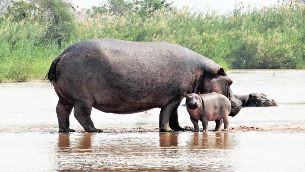 3-Day Burundi Bujumbura City & Rusizi National Park Safari
