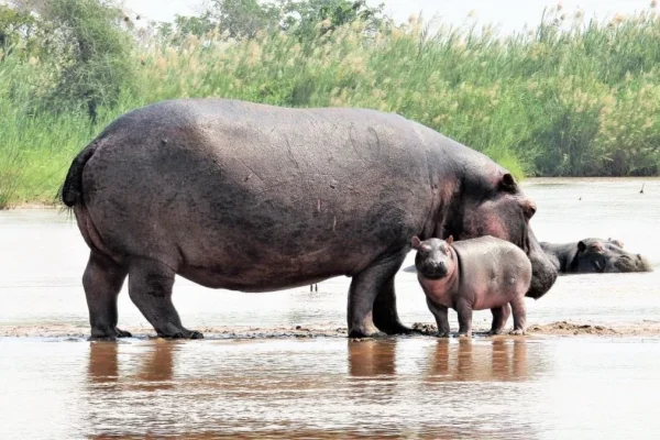 3-Day Burundi Bujumbura City & Rusizi National Park Safari 3-Day Burundi Bujumbura City & Rusizi National Park Safari