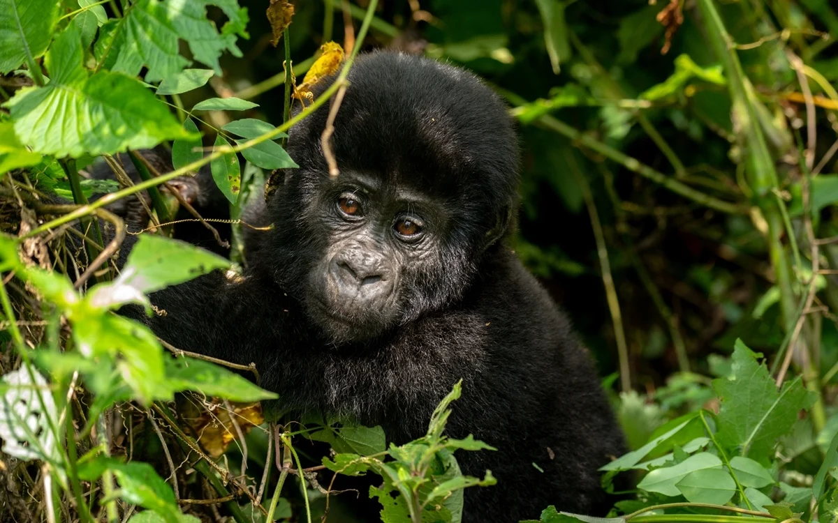 Bwindi Impenetrable National Park