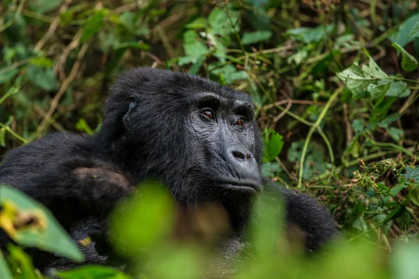 3-days-Bwindi-gorilla-trekking-uganda-Safari 3-days-Bwindi-gorilla-trekking-uganda-Safari