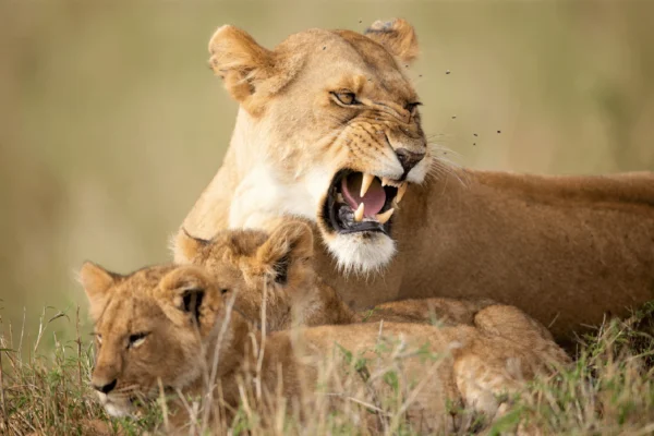 5-Day Kenya Wildlife Budget Safari