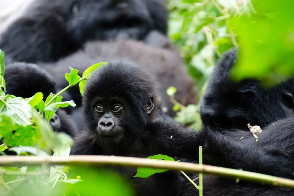 5-Day Rwanda Gorilla Trekking & Lake Kivu Tour