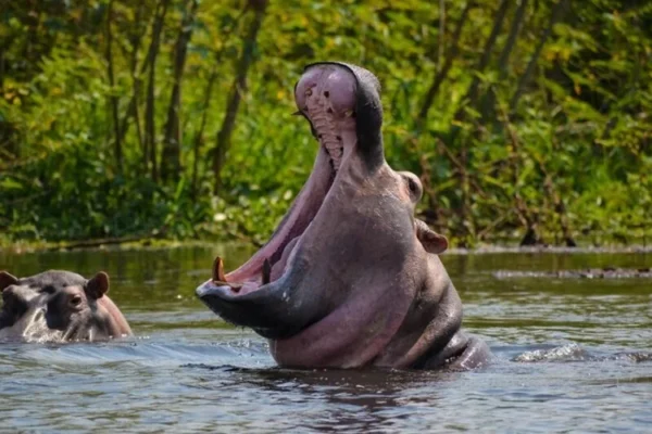 5-Day Ultimate Burundi Safari 5-Day Ultimate Burundi Safari