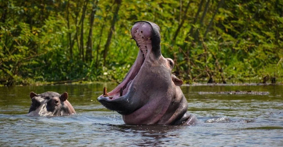 5-Day Ultimate Burundi Safari
