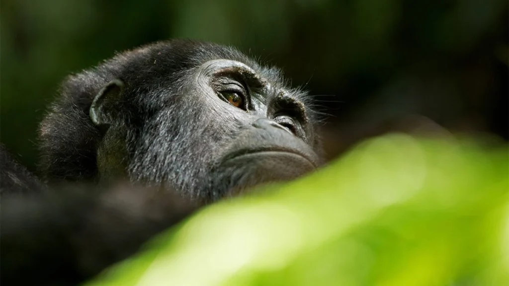 5 Days Uganda Primate Habituation Safari