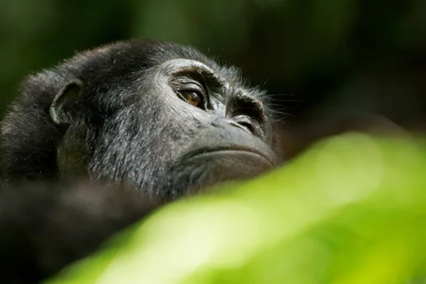 5 Days Uganda Primate Habituation Safari