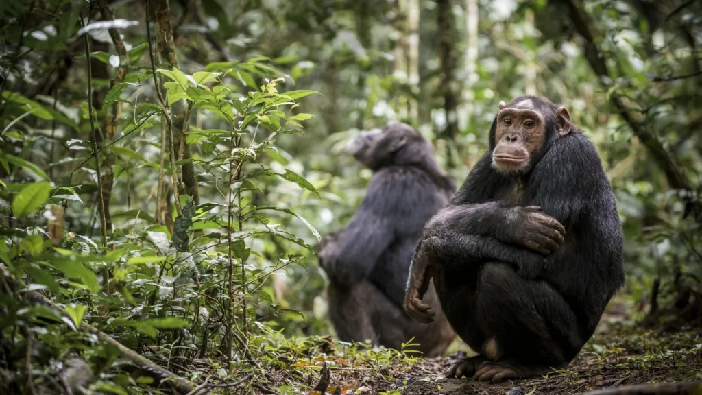 5 Days Uganda Primate Tracking Safari