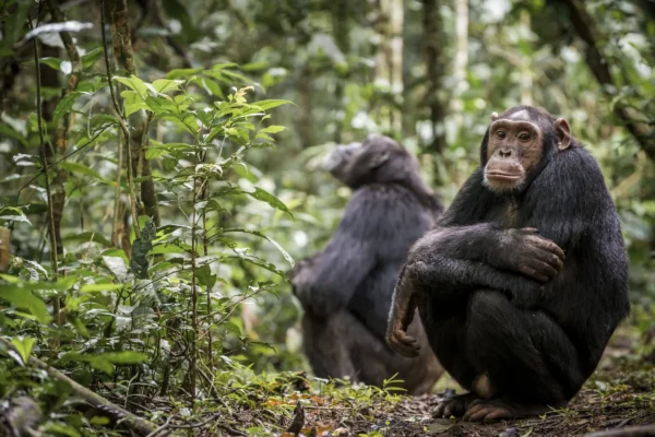 5 Days Uganda Primate Tracking Safari