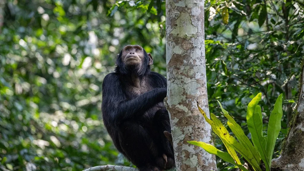 5-day Rwanda BIG APES Safari