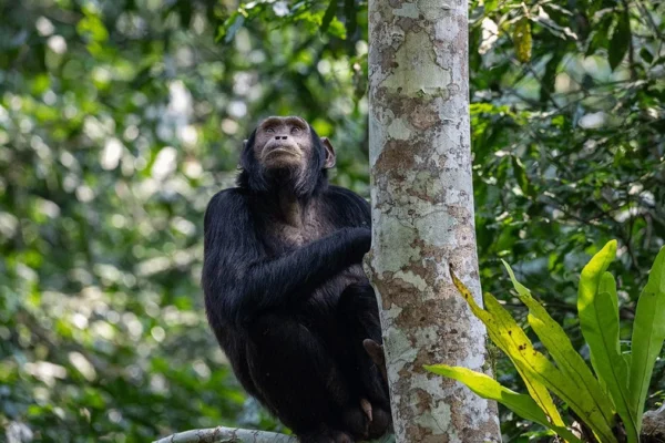 5-day Rwanda BIG APES Safari