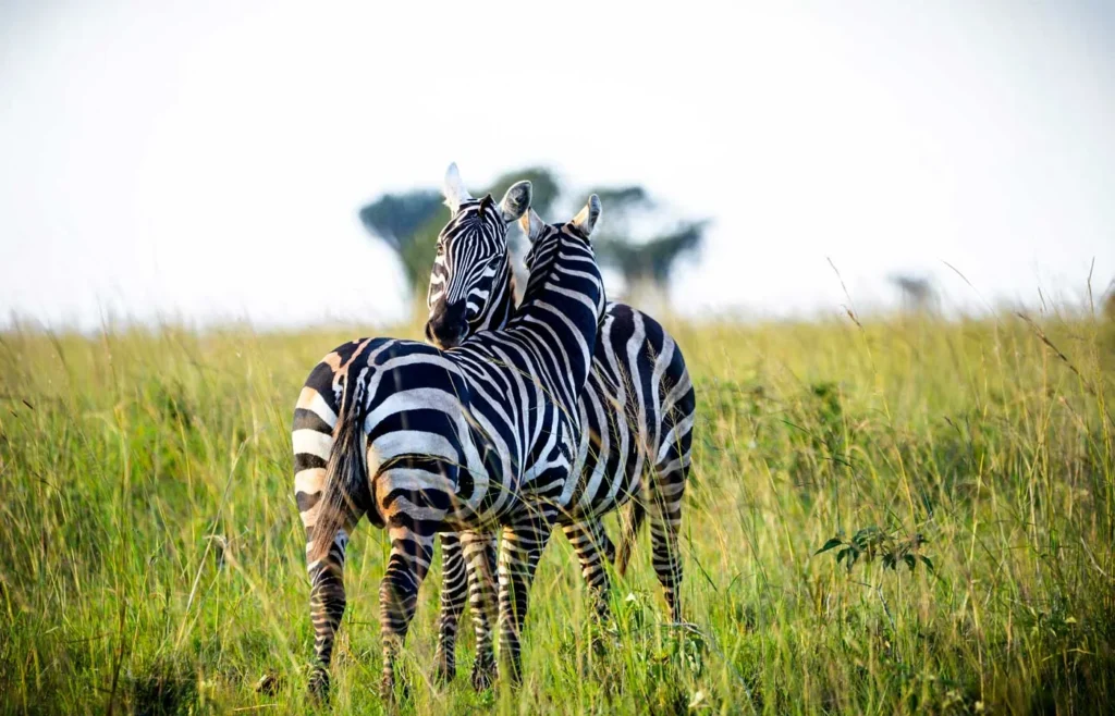 Akagera National Park