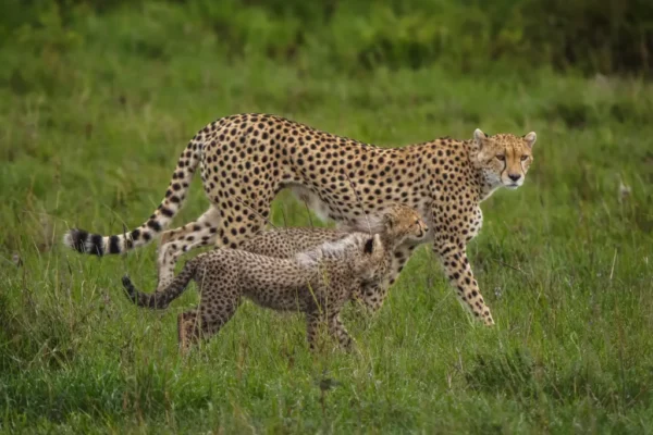 6-Day Magnificent Best of Kenya Safari