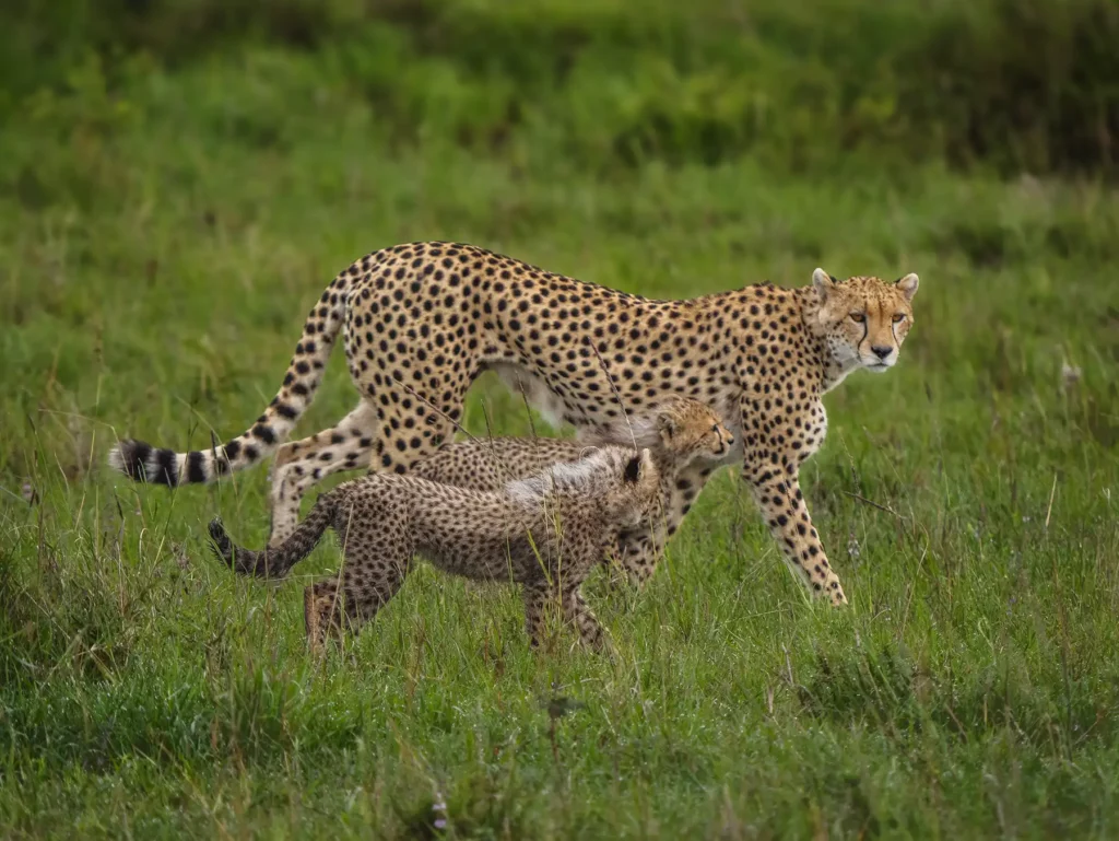 6-Day Magnificent Best of Kenya Safari
