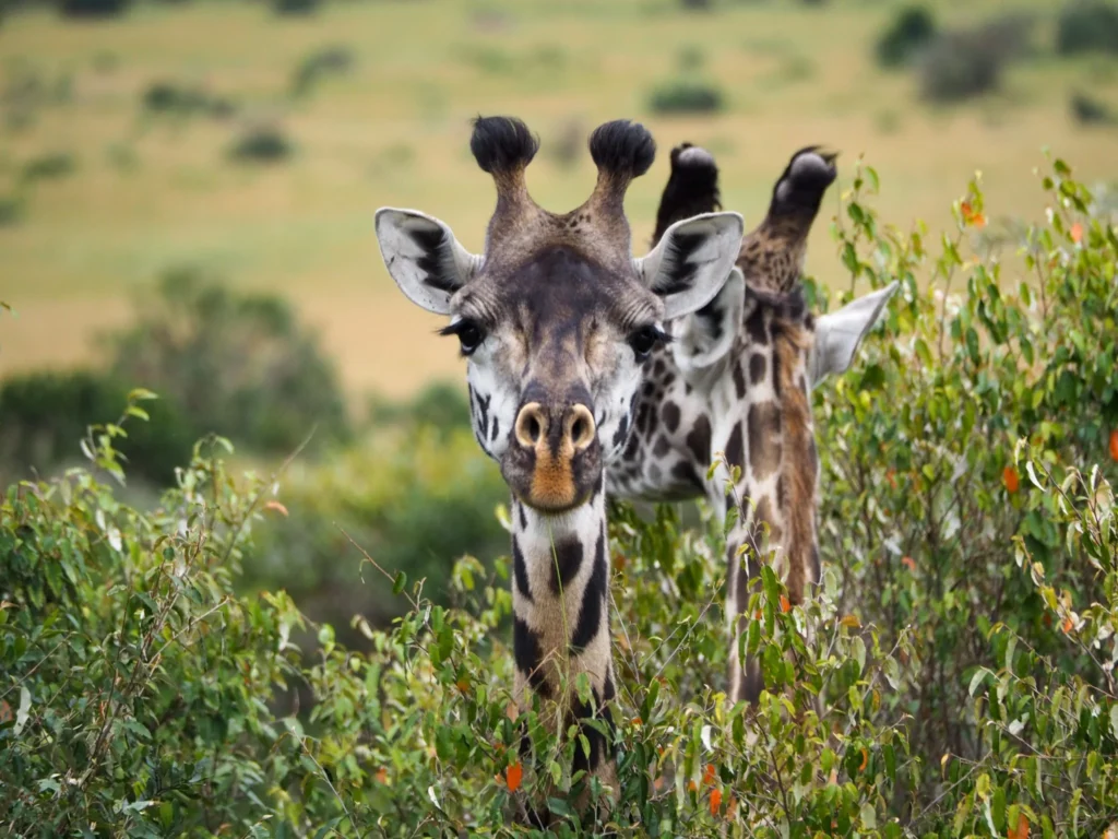 6-Day Private Kenya Big Five Safari