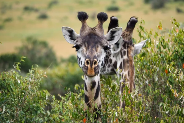 6-Day Private Kenya Big Five Safari