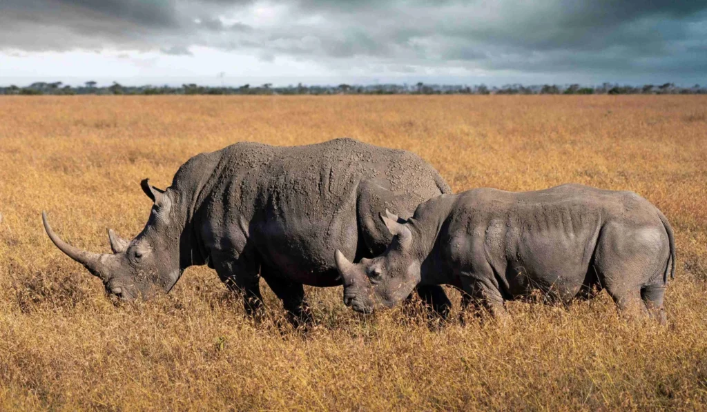 6-Day Roaring Kenya Mid-Range Safari