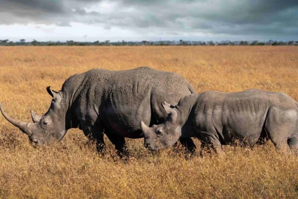 6-Day Roaring Kenya Mid-Range Safari