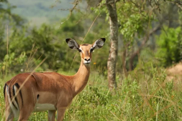 6-Day Visit Burundi Safari Holidays 6-Day Visit Burundi Safari Holidays