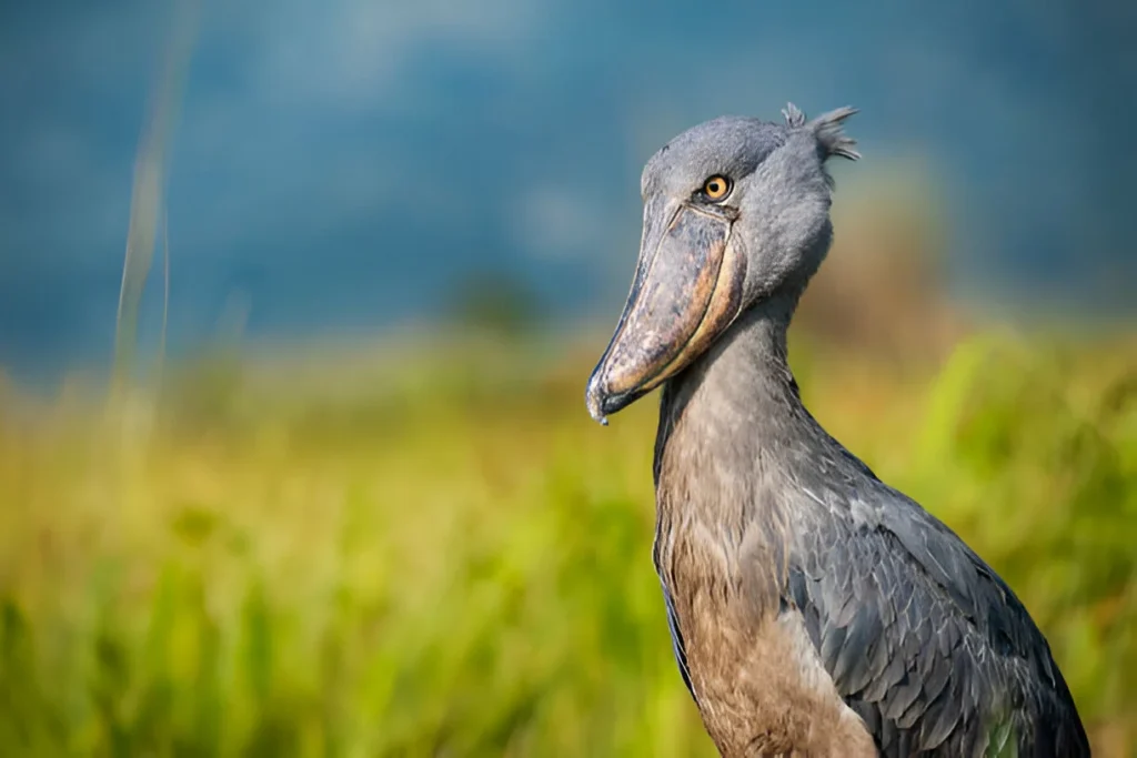 Birding Safaris