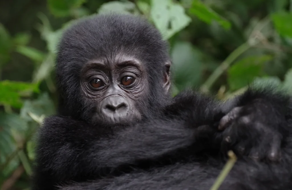 10 Days Rwanda Gorillas & Wildlife