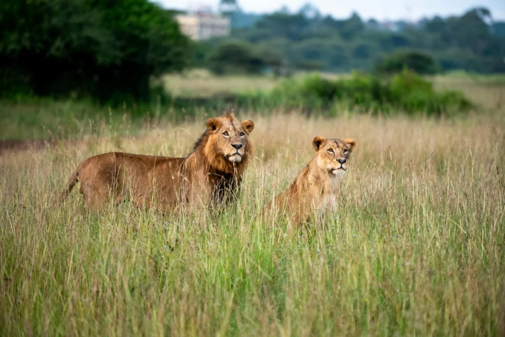 7-Day Kenya Wildlife Budget Safari
