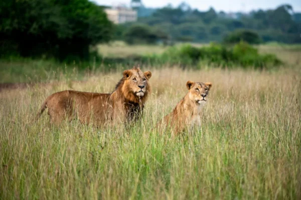 7-Day Kenya Wildlife Budget Safari