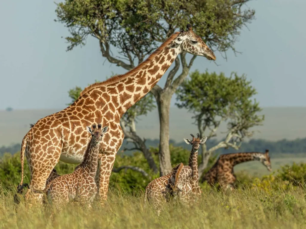 7-Day Kenya Wildlife Safari