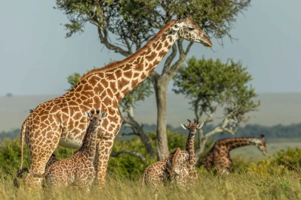 7-Day Kenya Wildlife Safari 7-Day Kenya Wildlife Safari