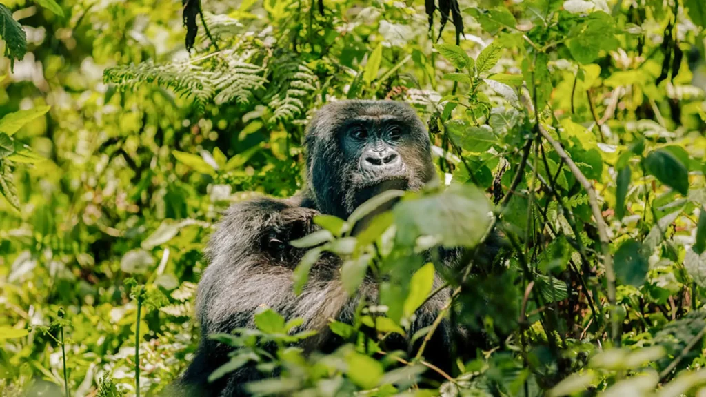 7-Day Rwanda Gorilla Tour and Wildlife Safari