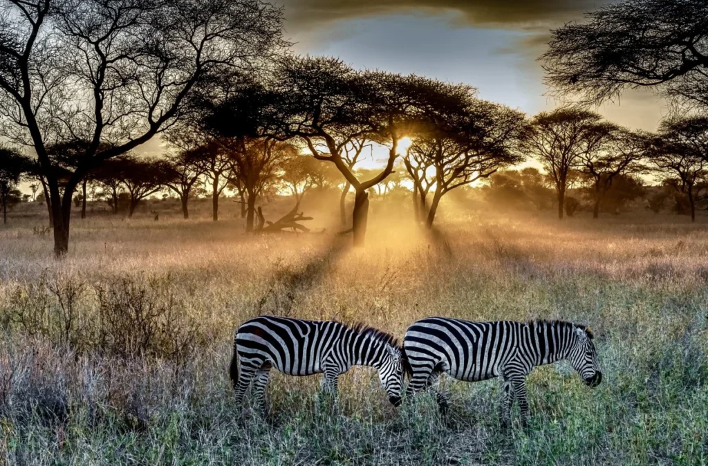 7-Day Tanzania Wildlife Safari