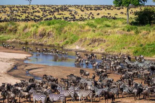7-Day Tanzania Wildlife Wonders Experience Tour 7-Day Tanzania Wildlife Wonders Experience Tour