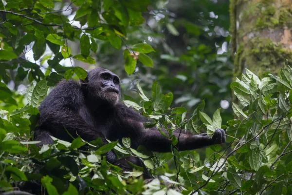 7 Days One Week Rwanda Tour