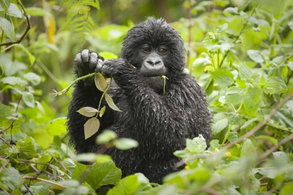 7 Days Highlights of Rwanda Safari