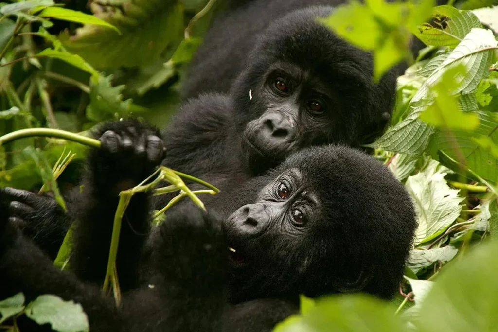 7 Days Rwanda Wildlife & Uganda Gorilla Habituation Safari