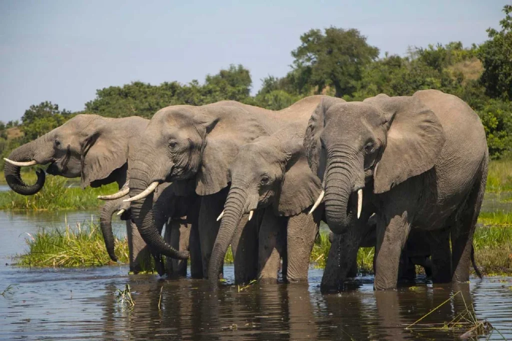 7 Days Uganda Big Five Safari