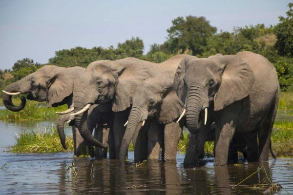 7 Days Uganda Big Five Safari