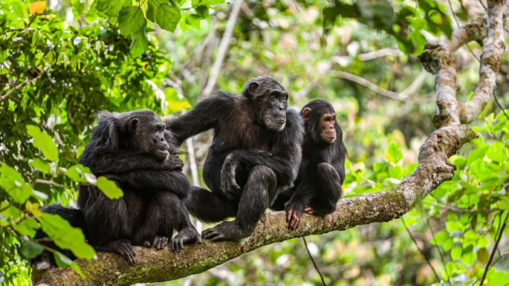 Nyungwe Forest National Park