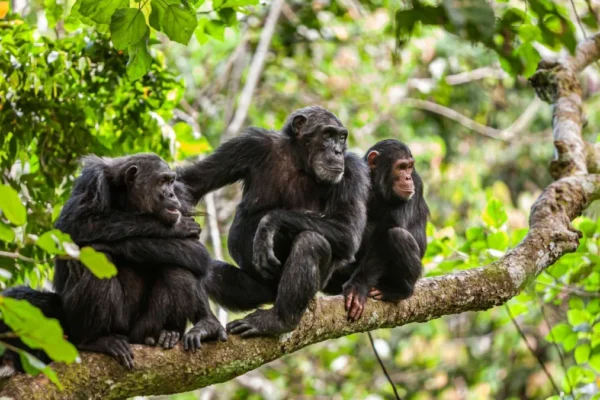 8-Day Burundi Chimpanzee Tracking & Cultural Safari 8-day-burundi-chimpanzee-tracking-cultural-safari
